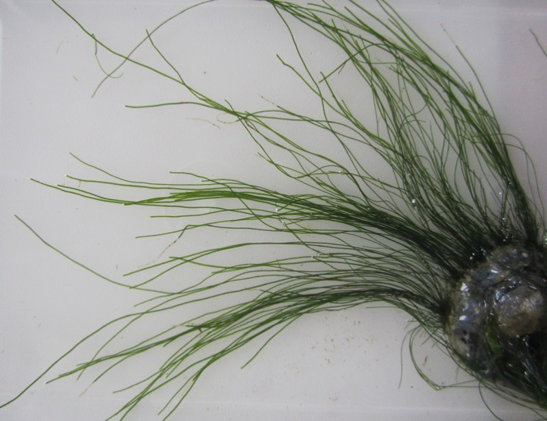 Chaetomorpha aerea (Dillwyn) Kütz., 1849