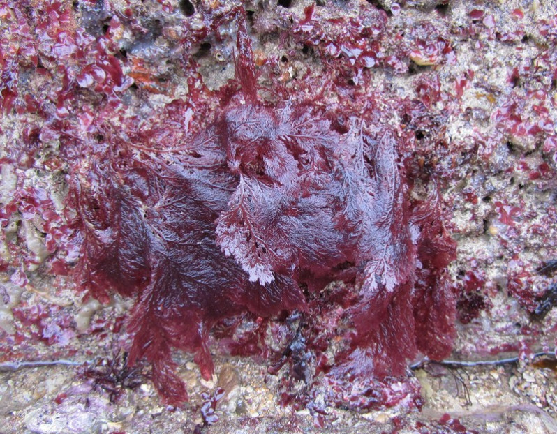 Plocamium cartilagineum (L.) P.S.Dixon, 1967