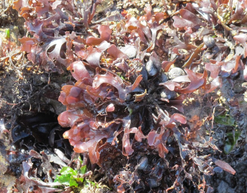 Chondrus crispus Stackh., 1797
