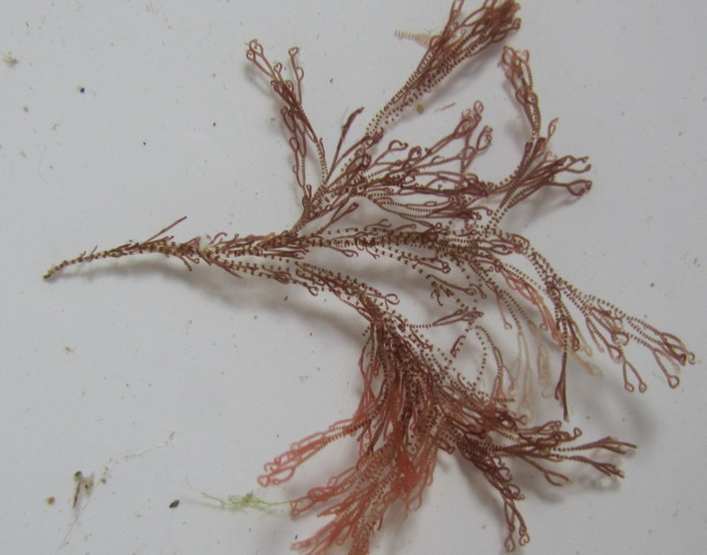 Ceramium ciliatum (J.Ellis) Ducluzeau, 1806