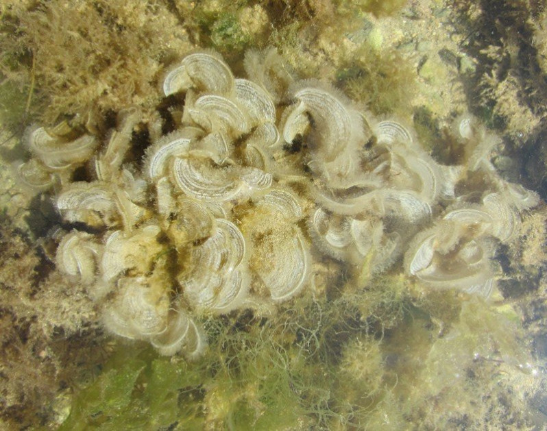 Padina pavonica (L.) Thivy, 1960