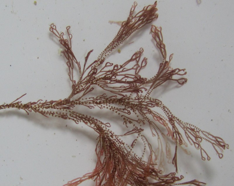 Ceramium ciliatum (J.Ellis) Ducluzeau, 1806