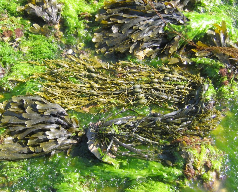 Ascophyllum nodosum (L.) Le Jolis, 1863