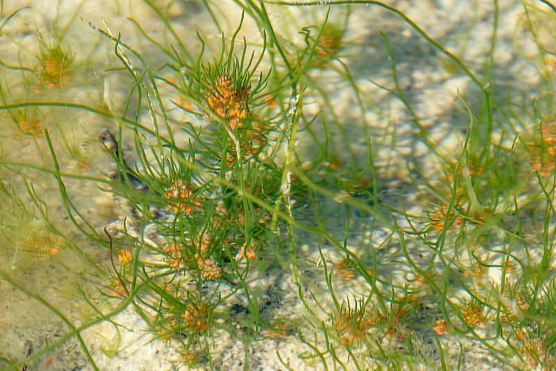 Tolypella salina