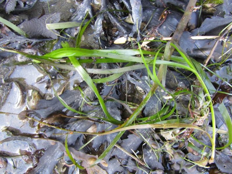 Zostera marina L., 1753