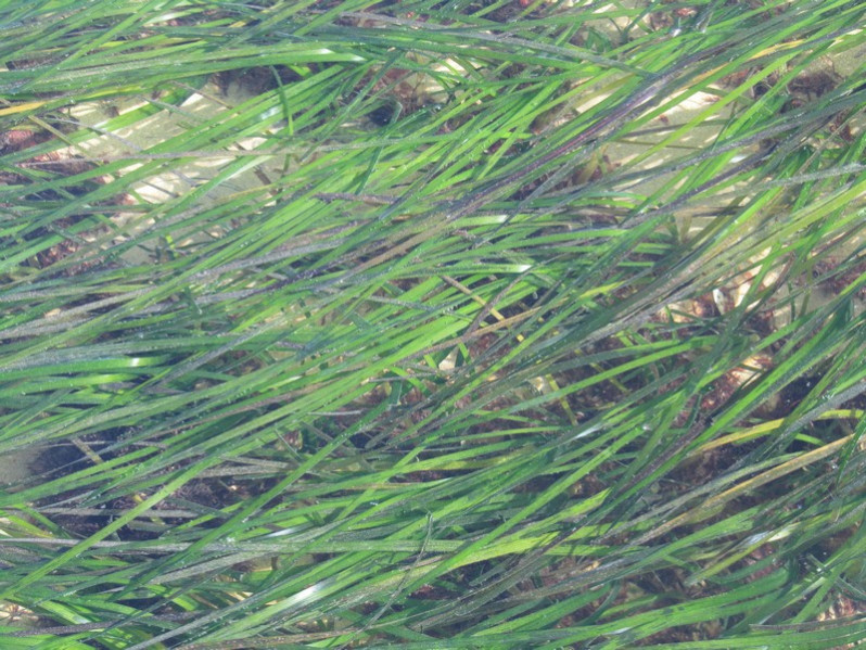 Zostera marina L., 1753