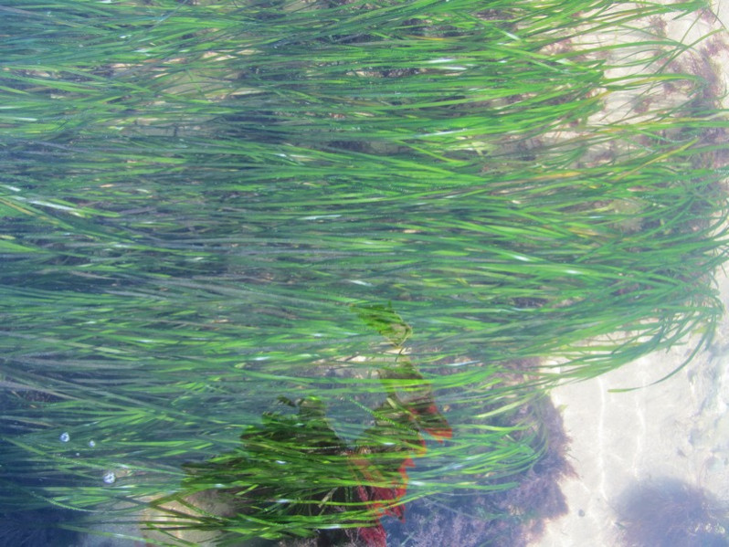 Zostera marina L., 1753