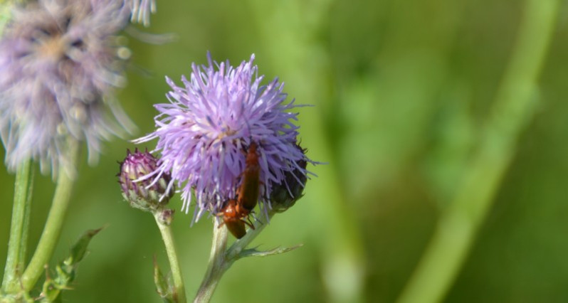 Cantharis livida Linnaeus, 1758