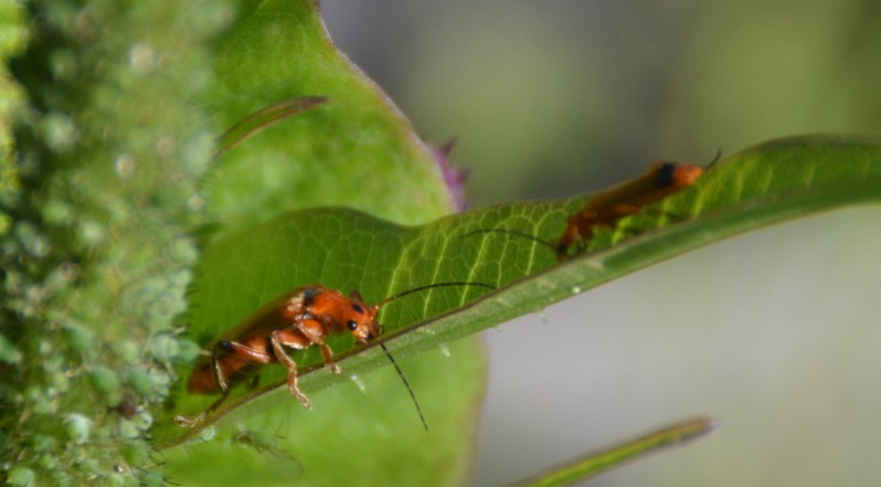 Cantharis livida Linnaeus, 1758