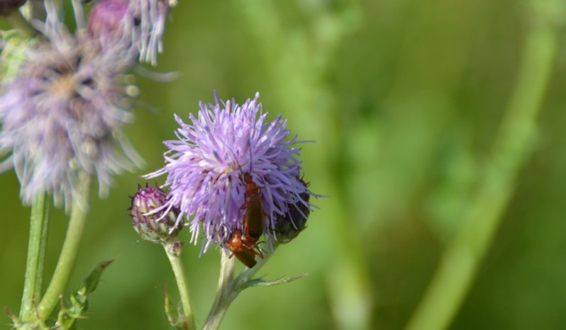 Cantharis livida Linnaeus, 1758