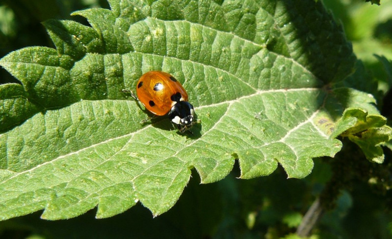 Coccinella septempunctata Linnaeus, 1758