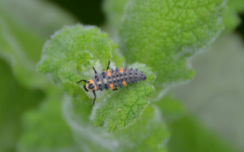 Larve de Coccinella septempunctata Linnaeus, 1758