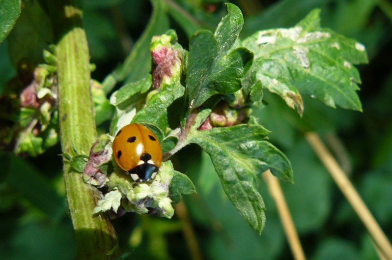 Coccinella septempunctata Linnaeus, 1758