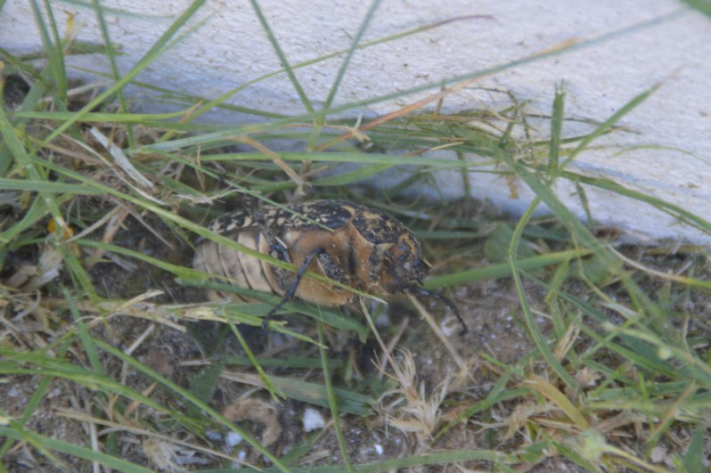 Polyphylla fullo (Linnaeus, 1758)