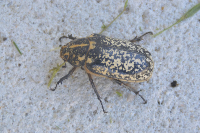 Polyphylla fullo (Linnaeus, 1758)