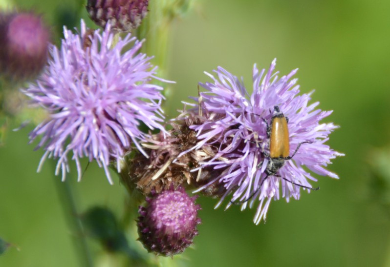 Stictoleptura fulva (De Geer, 1775)