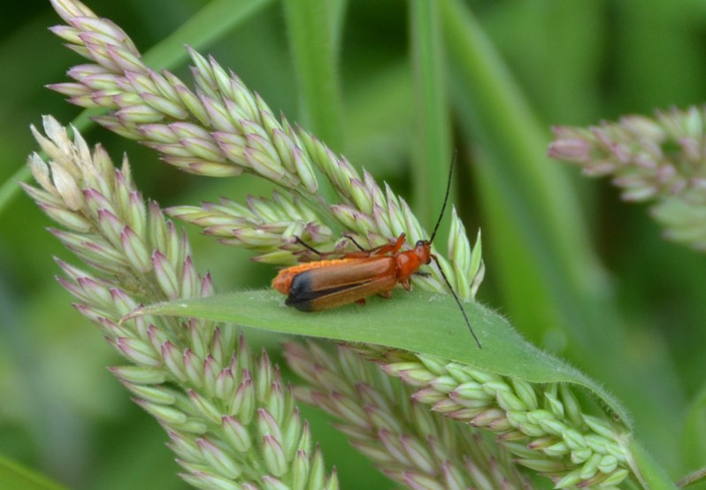 Rhagonycha fulva (Scopoli, 1763)