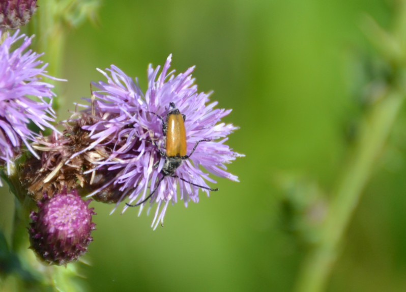 Stictoleptura fulva (De Geer, 1775)