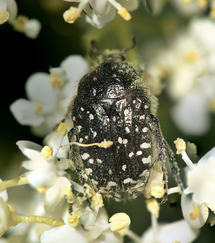 Oxythyrea funesta (Poda, 1761)