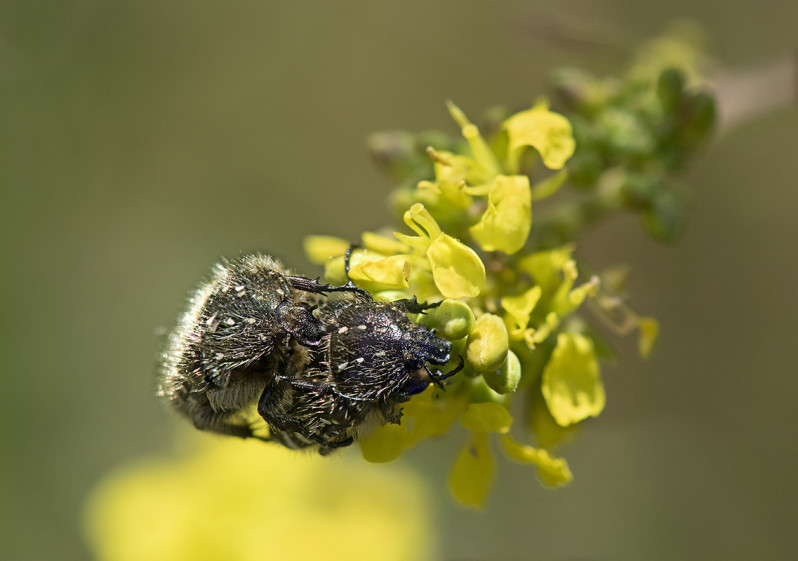 Oxythyrea funesta accouplées