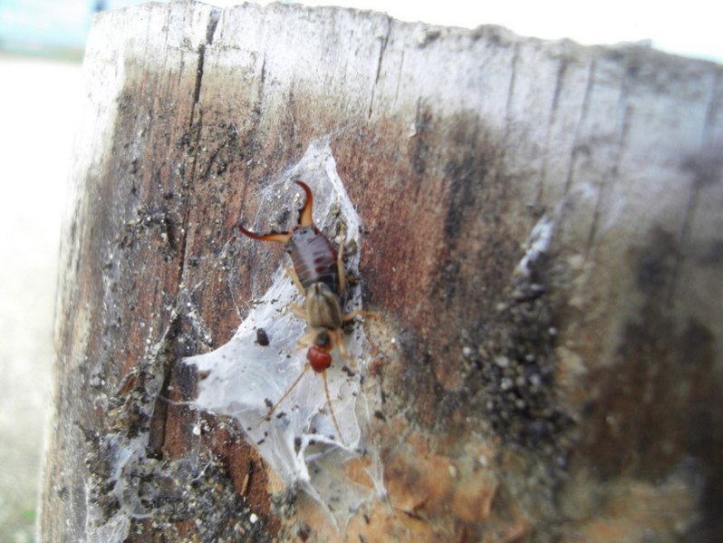 Forficula auricularia Linnaeus, 1758