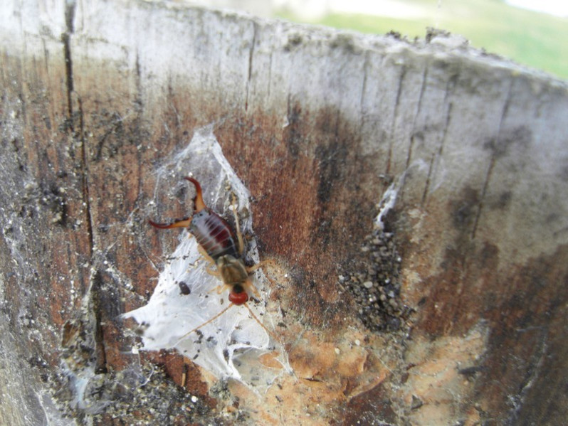 Forficula auricularia Linnaeus, 1758