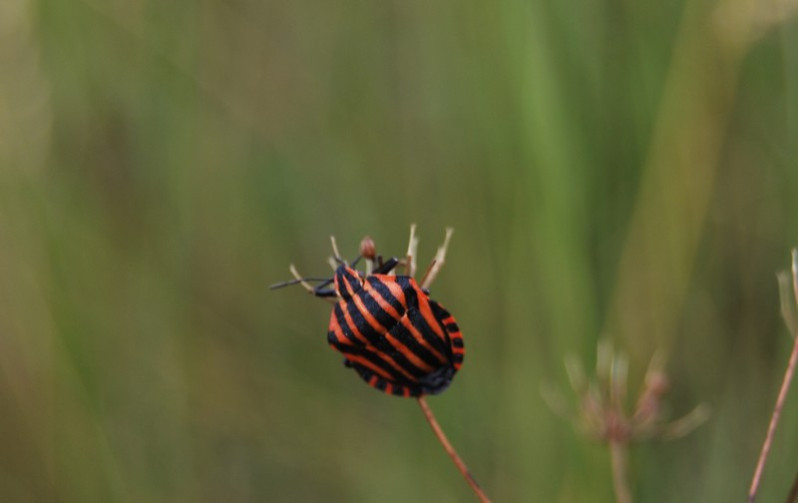 Graphosoma italicum (O.F. Müller, 1766)