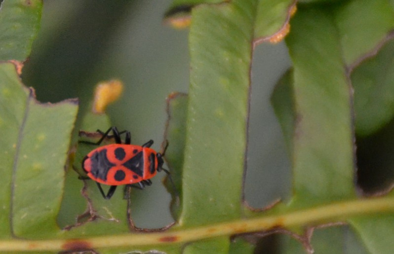 Pyrrhocoris apterus (Linnaeus, 1758)
