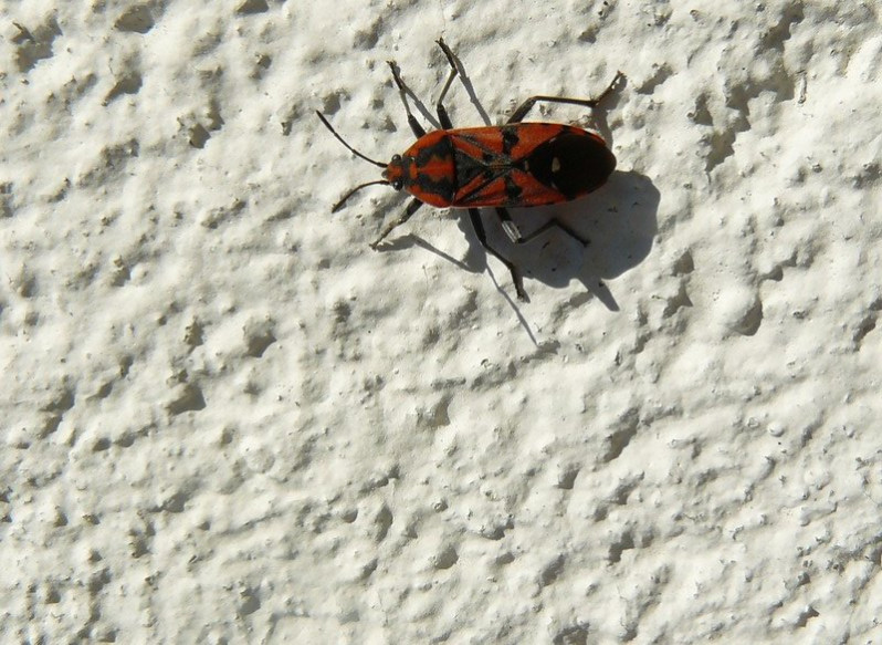 Spilosthetus pandurus (Scopoli, 1763)