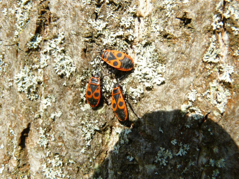 Pyrrhocoris apterus (Linnaeus, 1758)