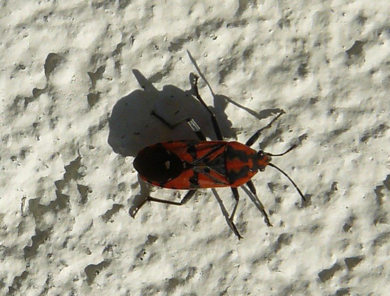 Spilosthetus pandurus (Scopoli, 1763)