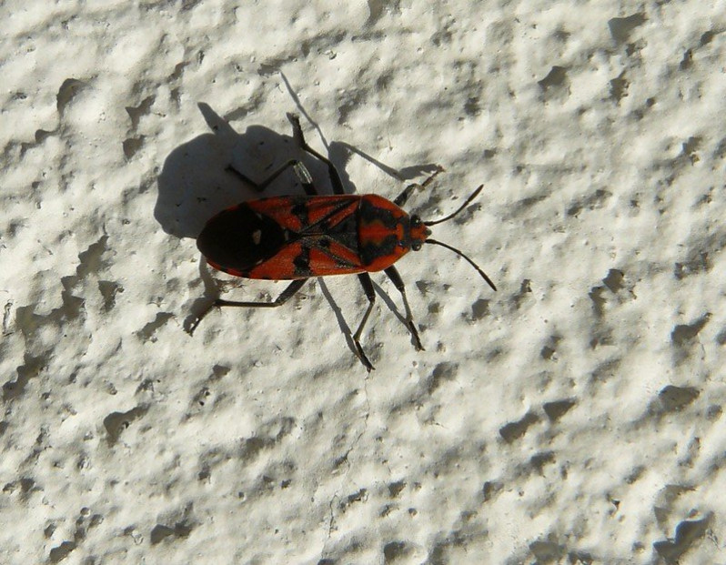 Spilosthetus pandurus (Scopoli, 1763)