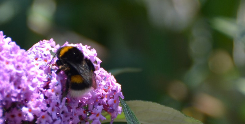 Bombus terrestris (Linnaeus, 1758)