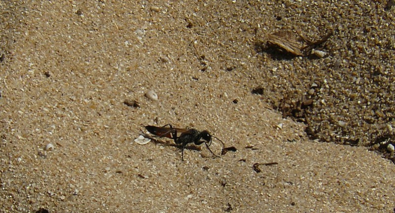 Ammophila sabulosa (Linnaeus, 1758)