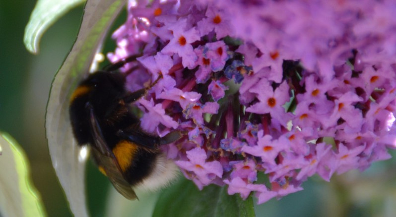 Bombus terrestris (Linnaeus, 1758)
