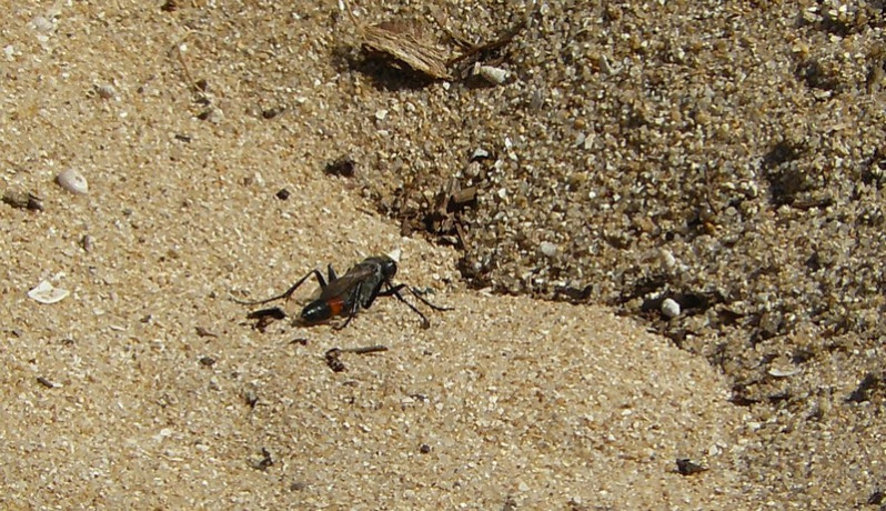 Ammophila sabulosa (Linnaeus, 1758)