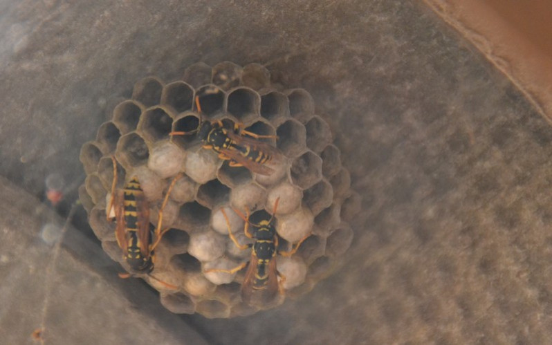 Polistes dominulus (Christ, 1791)
