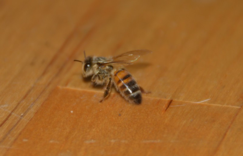 Apis mellifera Linnaeus, 1758