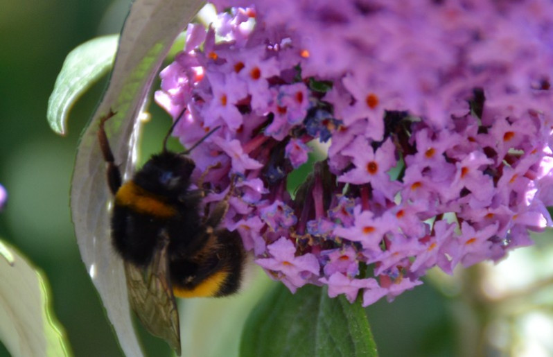 Bombus terrestris (Linnaeus, 1758)