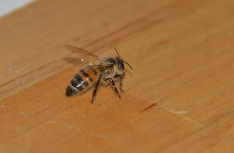 Apis mellifera Linnaeus, 1758