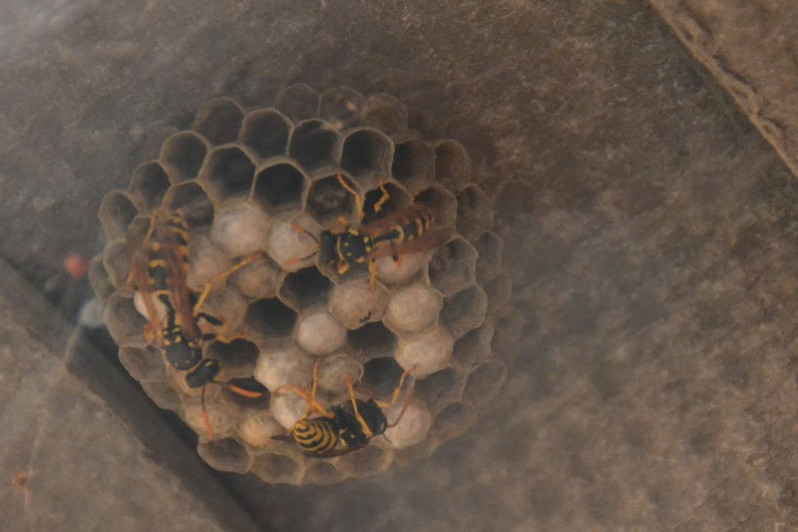 Polistes dominulus (Christ, 1791)