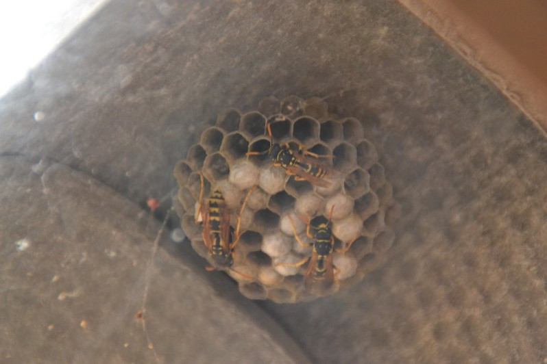 Polistes dominulus (Christ, 1791)