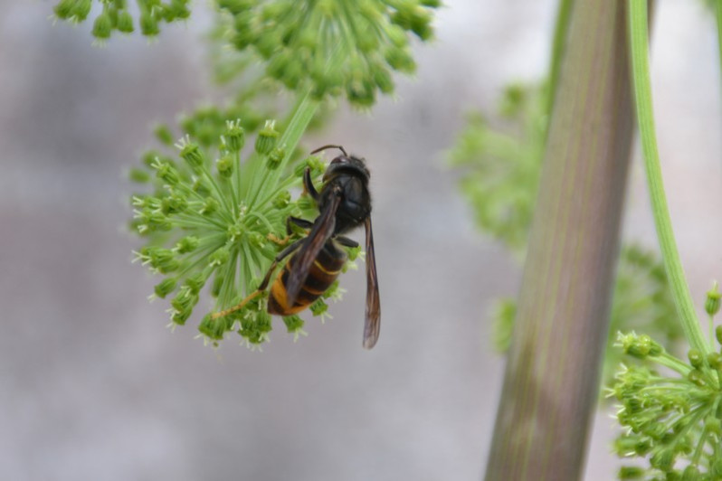 Vespa velutina Lepeletier, 1836