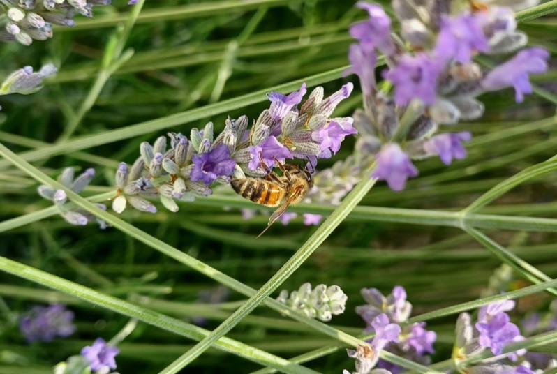 Apis mellifera Linnaeus, 1758