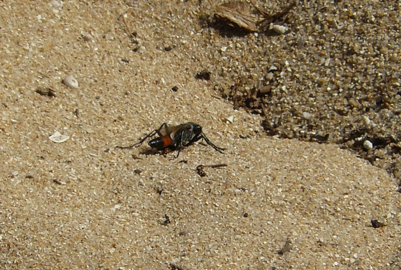 Ammophila sabulosa (Linnaeus, 1758)
