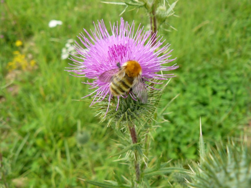 Bombus pascuorum (Scopoli, 1763)