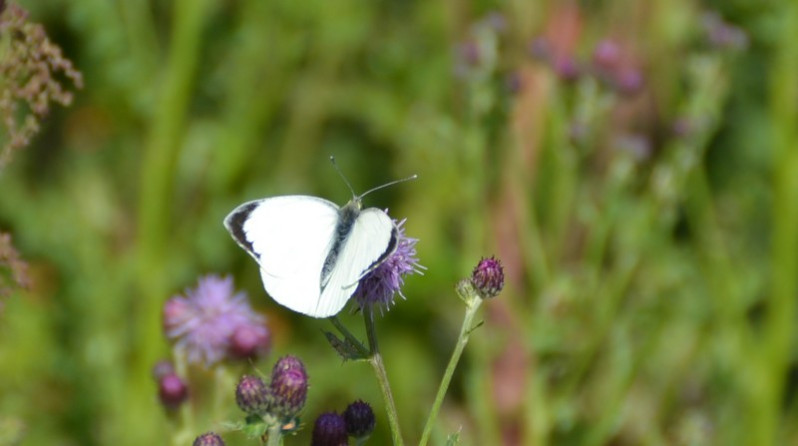 Pieris napi (Linnaeus, 1758)