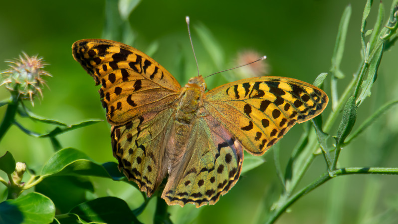 Argynnis pandora (Denis & Schiffermüller, 1775)