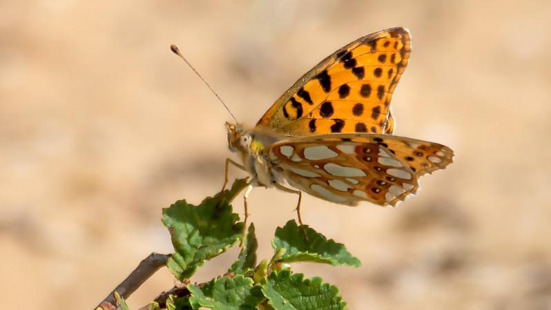 Issoria lathonia (Linnaeus, 1758)