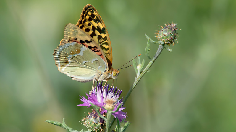 Argynnis pandora (Denis & Schiffermüller, 1775)